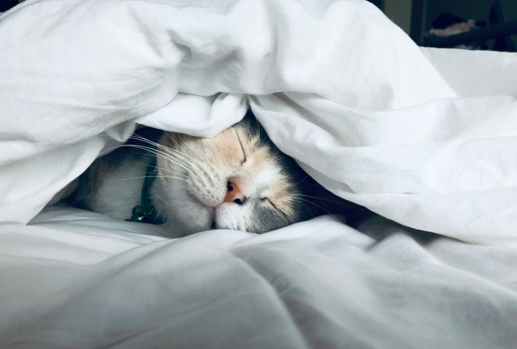 why is sleep important